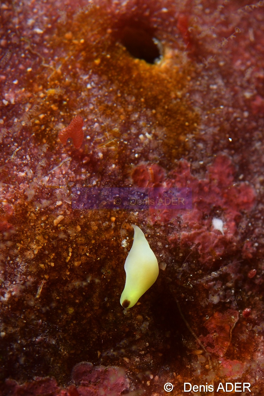 Genre-espece-Chromista Ciliophora Wangi Wangi Island-22m-20180601-Denis-ADER-DSC_3060_tn.jpg